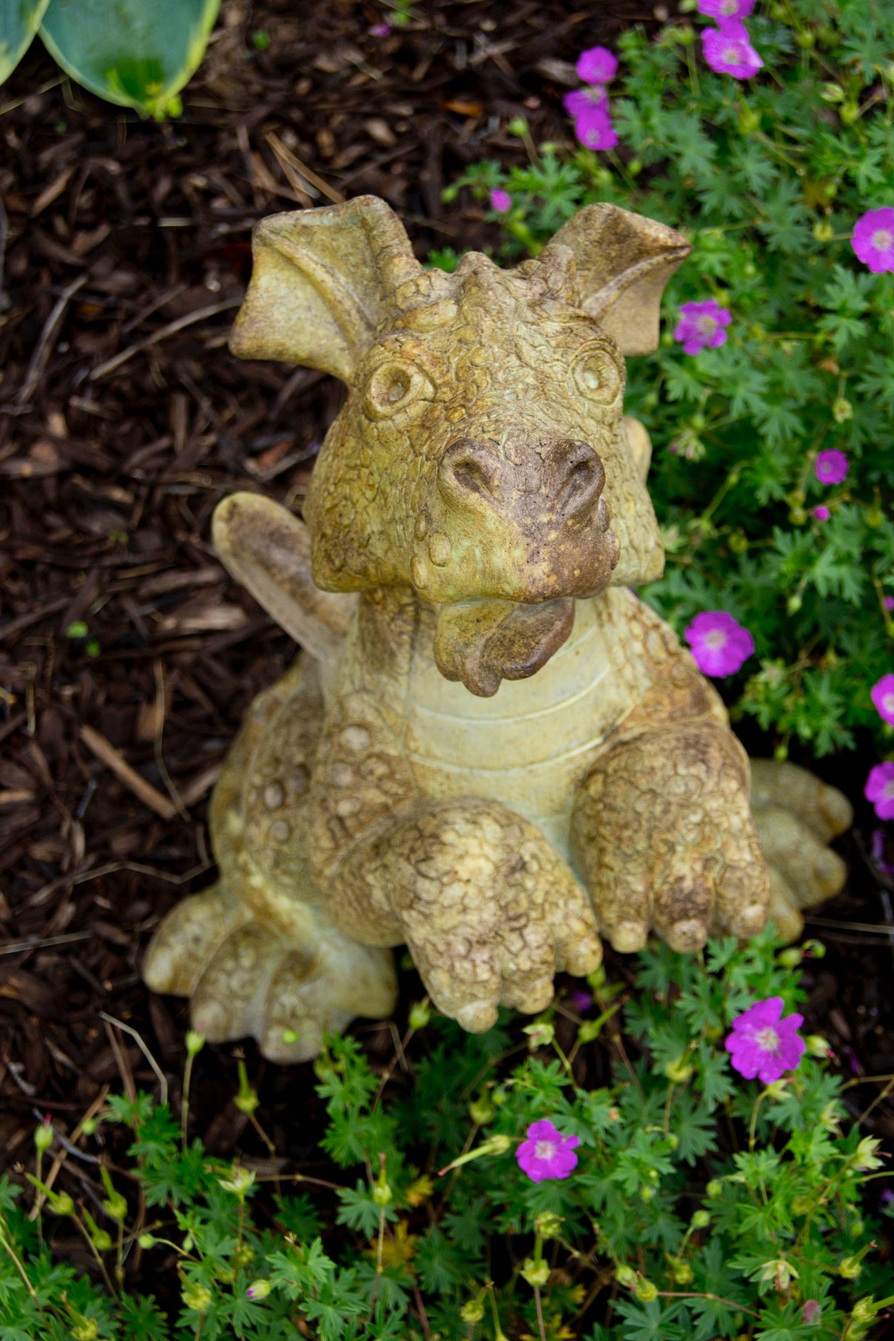 Front view Bella begging dragon garden statue in cast stone whimsical fantasy sculpture