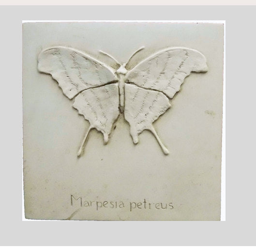 Stylized butterfly design on a textured surface with 'Marpesia petreus' text below.