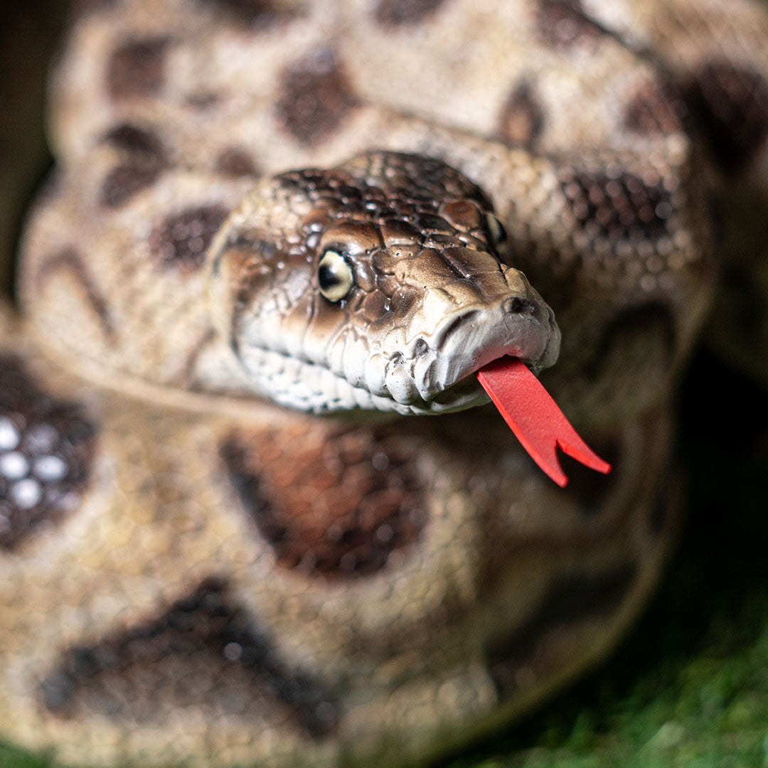 Boa constrictor statue coiled position life like snake garden sculpture close up of face and flicking tongue
