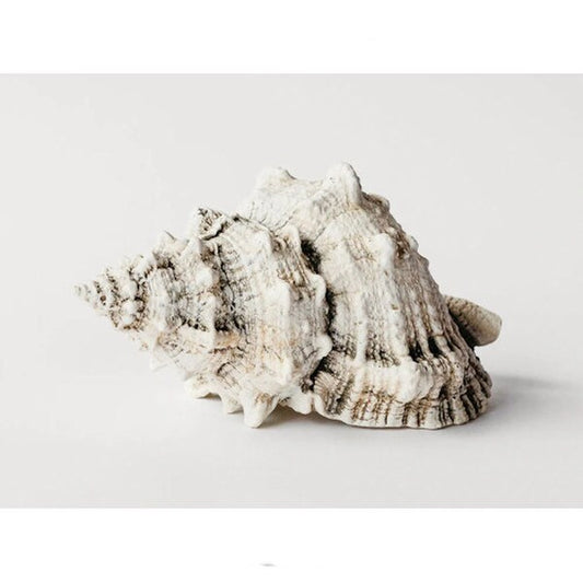 Bursa Wedding Shell Plaster Sculpture Symbolizing a healthy relationship