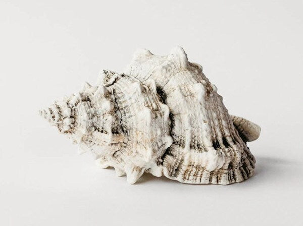 Bursa Wedding Shell Plaster Sculpture Symbolizing prosperity Faux Display