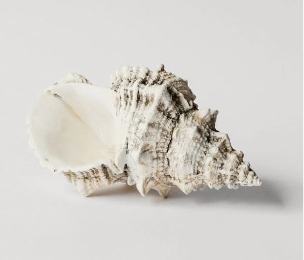 Bursa Wedding Shell Plaster Sculpture Display Statue newlyweds gift