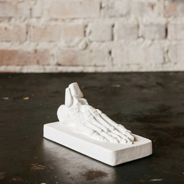 Skeletal Foot Drawing Cast From an antique medical model Artist Study