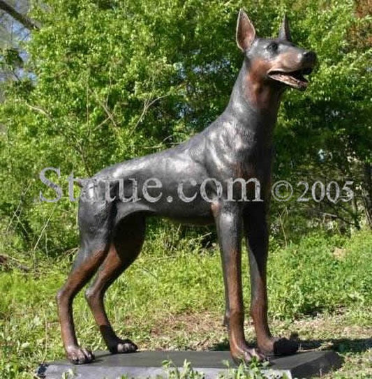 Life size bronze Doberman Pincher dog standing at attention ears up