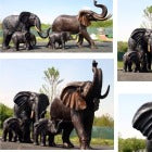 Elephants, Rhinos & Hippos