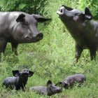 Pigs Hedgehogs and Groundhogs