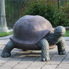 Turtles, Alligators, Lizards & Snails