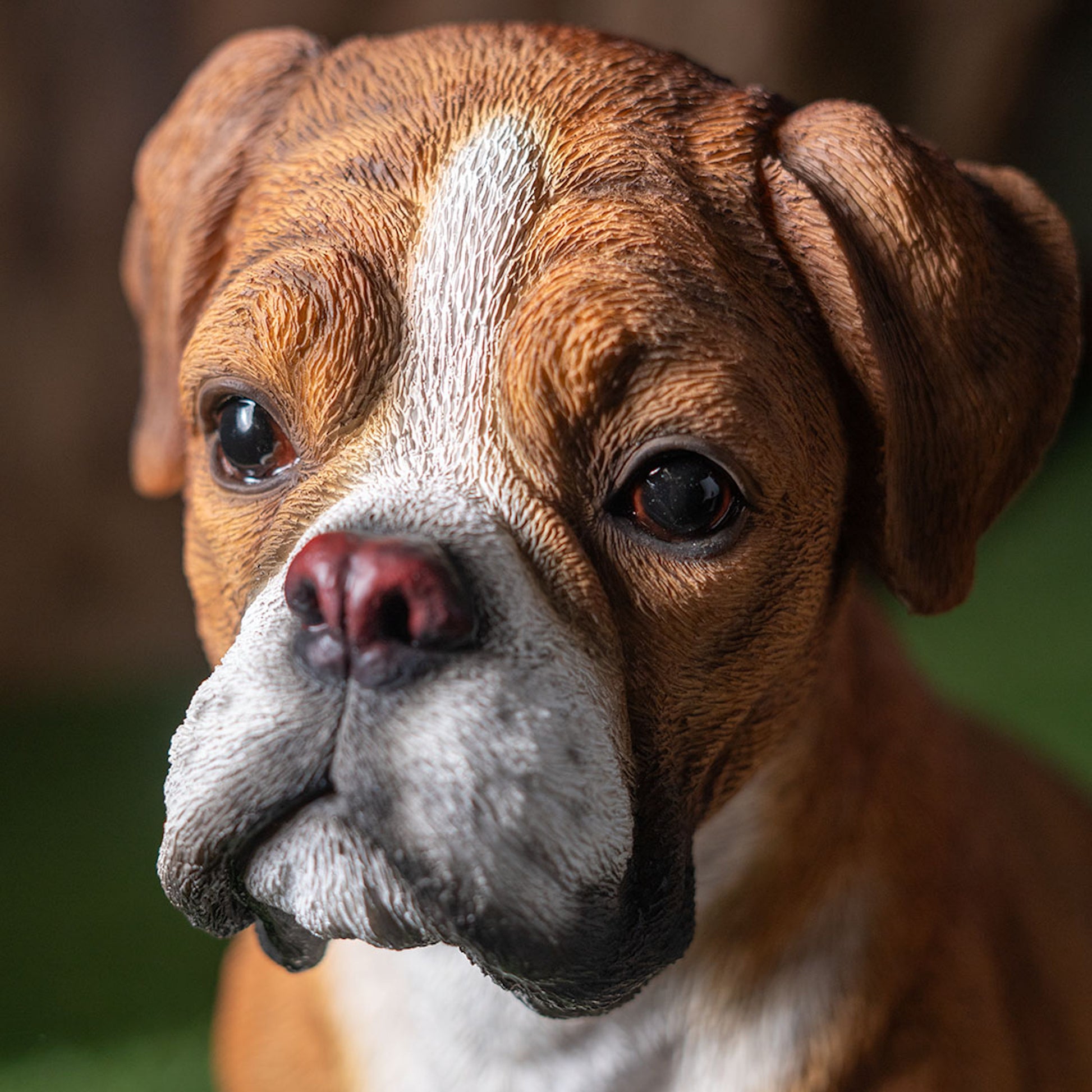 Close-up of a brown and white boxer dog with a blurred background