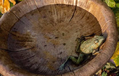 Mushroom Cement Birdbath with Frog