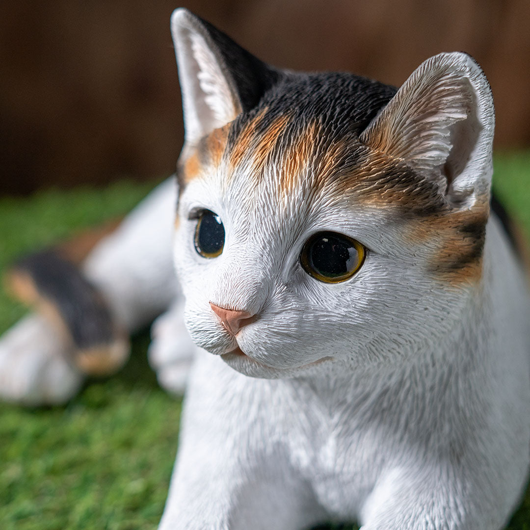 Calico cat sitting on grass with a blurred background close up of Kitten face