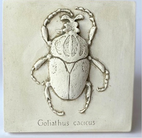Decorative tile with a beetle design and text 'Goliathus cacicus' on a beige background.