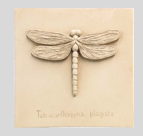 3D textured dragonfly illustration on a beige background with text 'Tetracontaquadryna plagiatata'.
