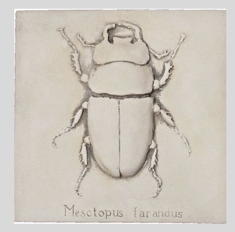 Detailed drawing of a beetle on beige paper with 'Mesotopus farandus' text.