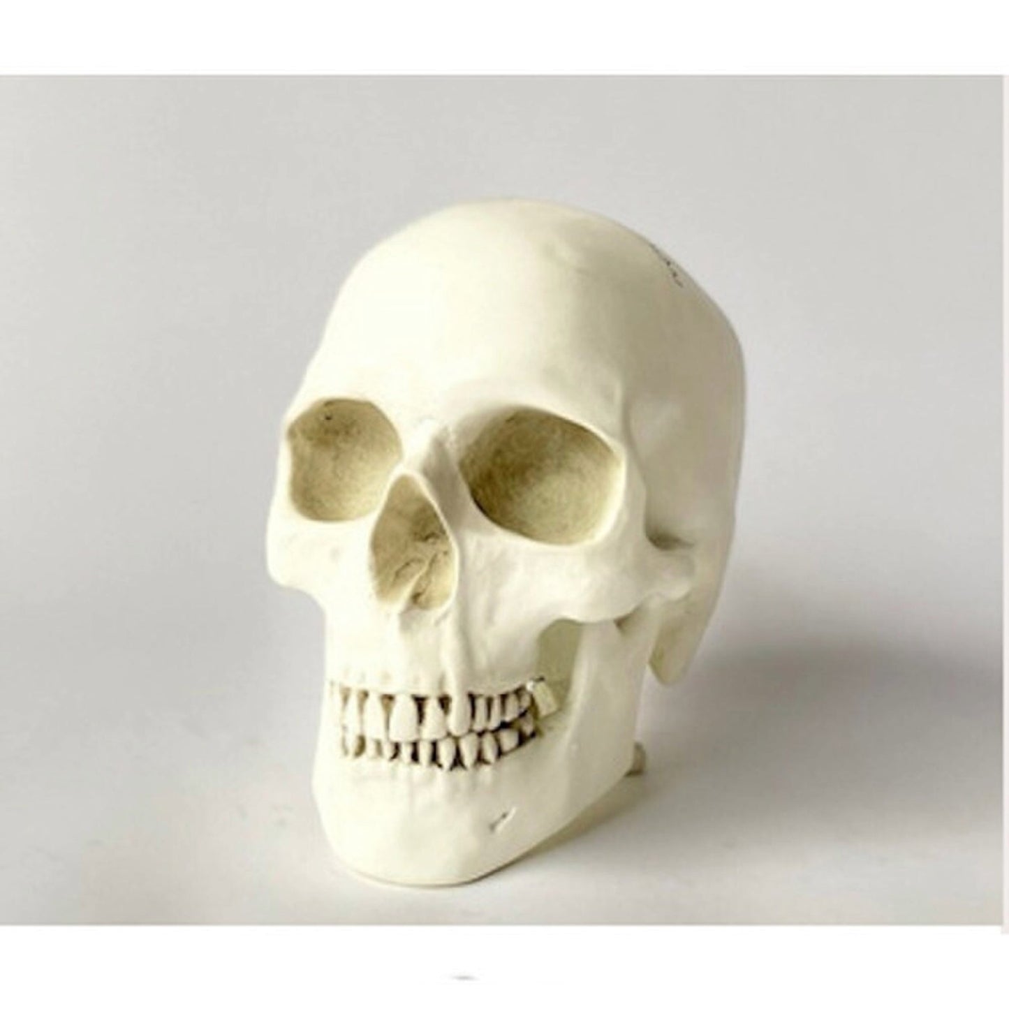 Human Skull Reproduction Sculpture