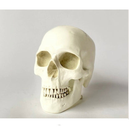 Human Skull Reproduction Sculpture