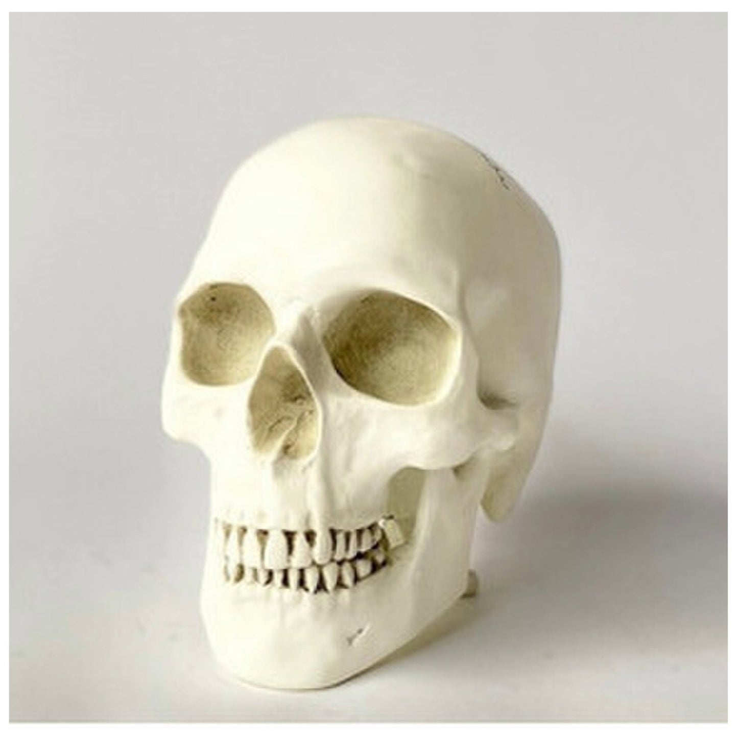 Human Skull Reproduction Sculpture