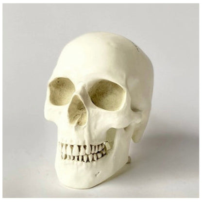 Human Skull Reproduction Sculpture