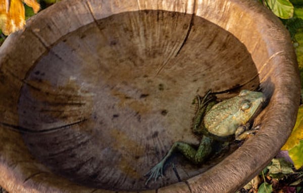 Mushroom Cement Birdbath with Frog