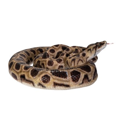 Side View of snake Coiled boa constrictor decorative statue realistic display sculpture