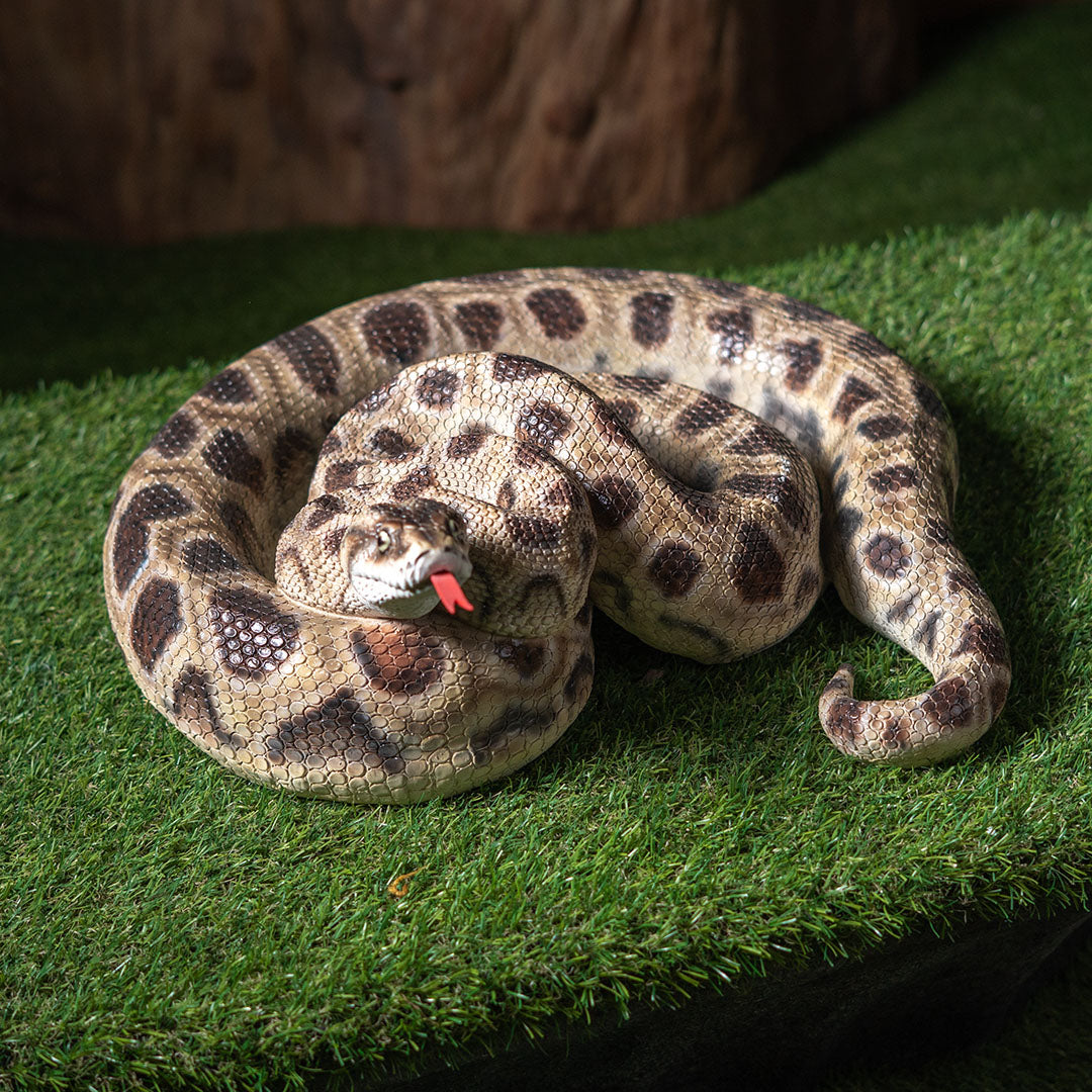 Display Coiled boa constrictor decorative statue realistic display sculpture