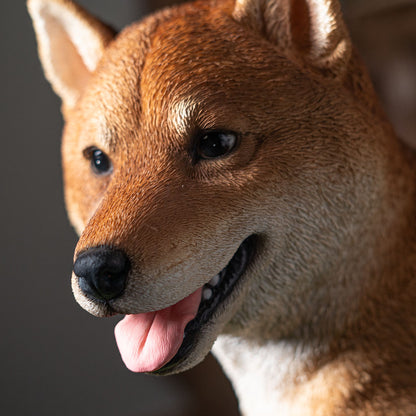 Close-up of a Shiba Inu dog's face with a blurred background
