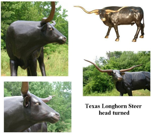 Texas Longhorn Steer Head Turned