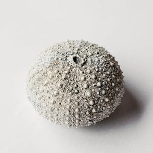Sea Urchin Cast from Skeleton Sculpture
