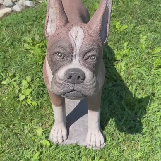 Videoing Outdoor life size boxer dog statue detailed stain finish American made
