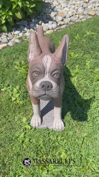 Videoing Outdoor life size boxer dog statue detailed stain finish American made